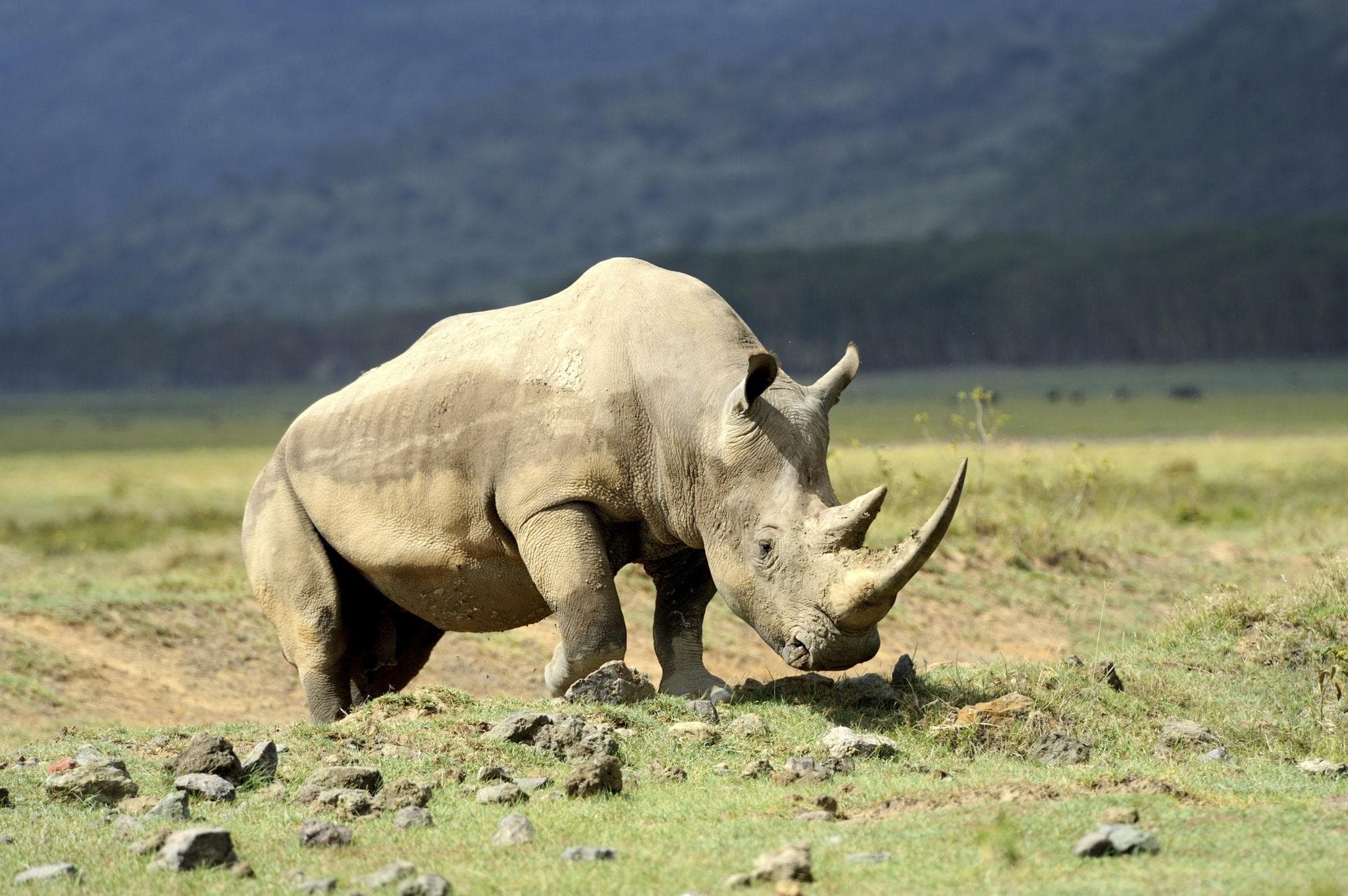 White Rhino