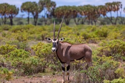 Beisa oryx