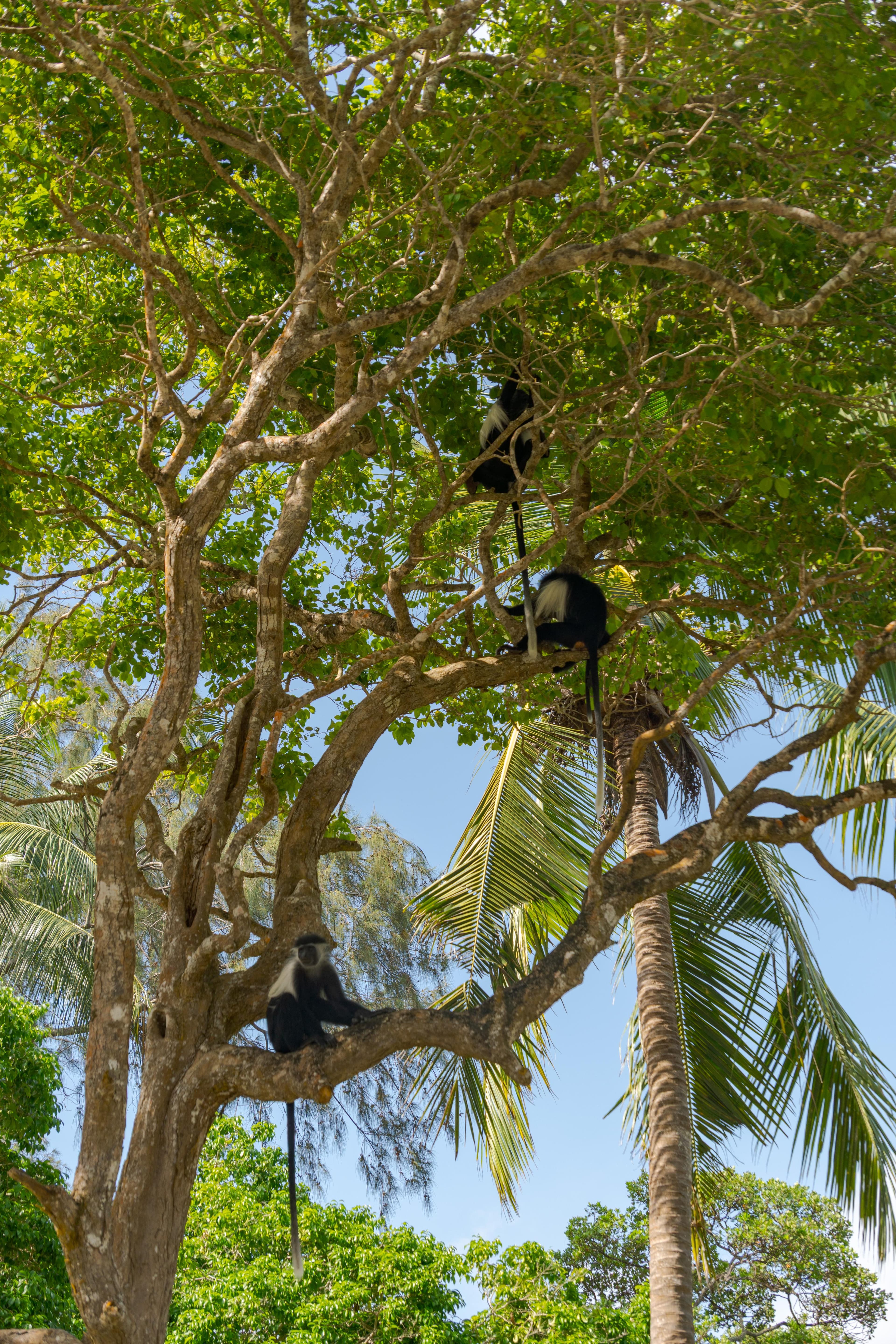 Columbas Monkey