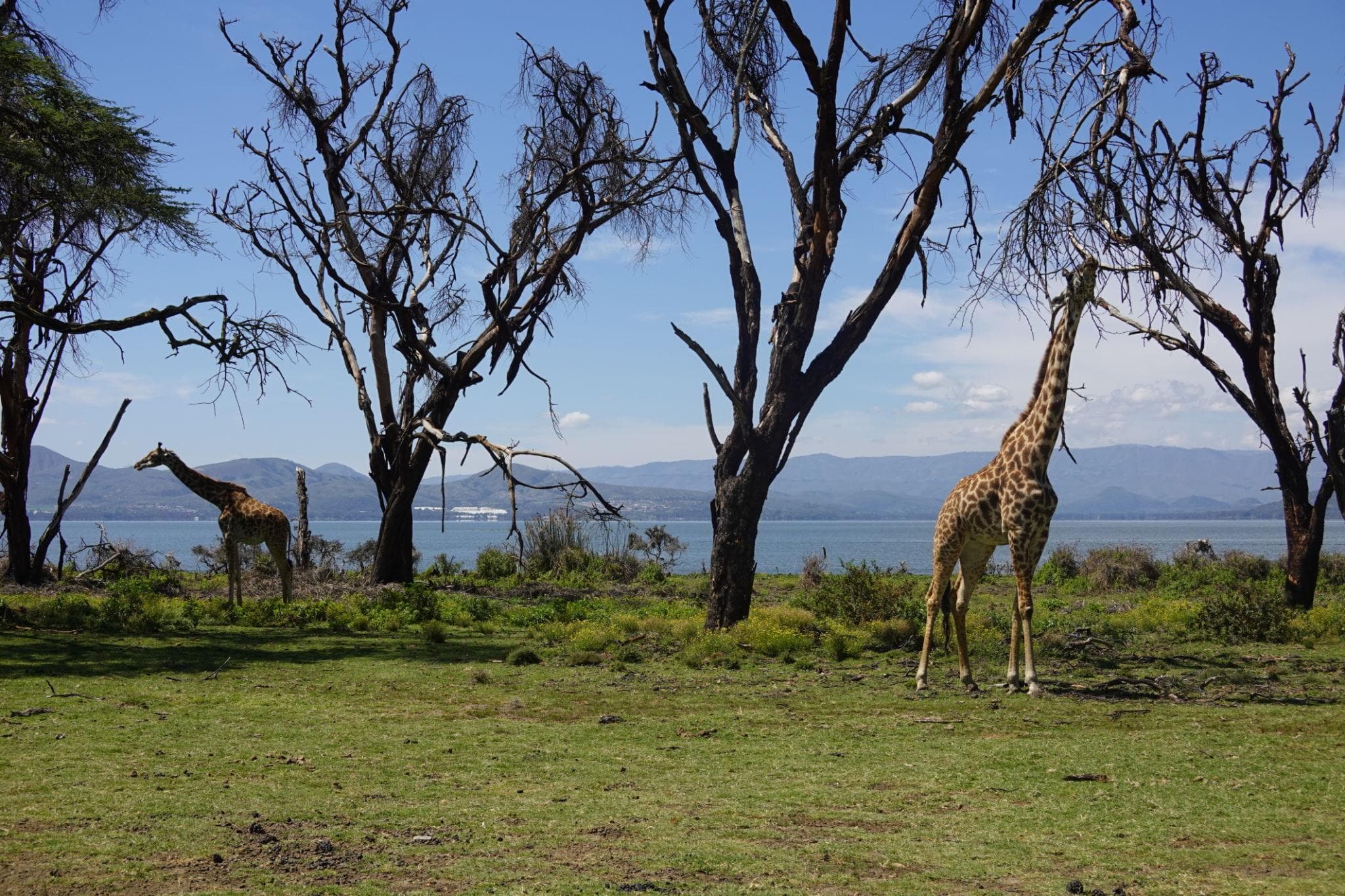 3-Day Lake Nakuru & Naivasha Safari
