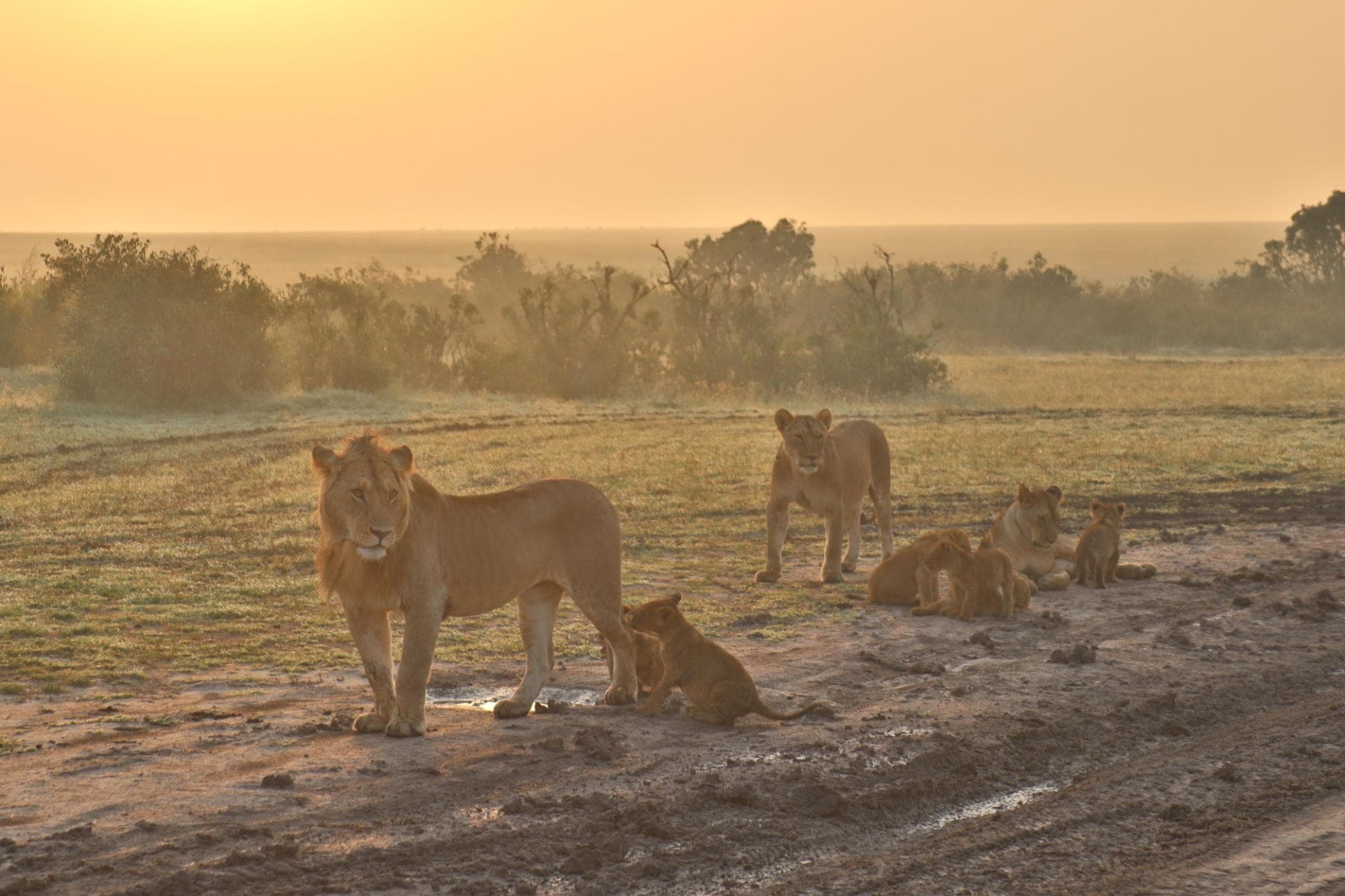 Lion Pride
