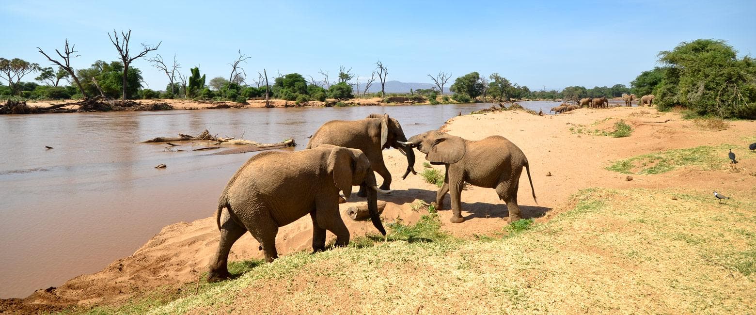 7-Day Samburu Immersive Safari Experience