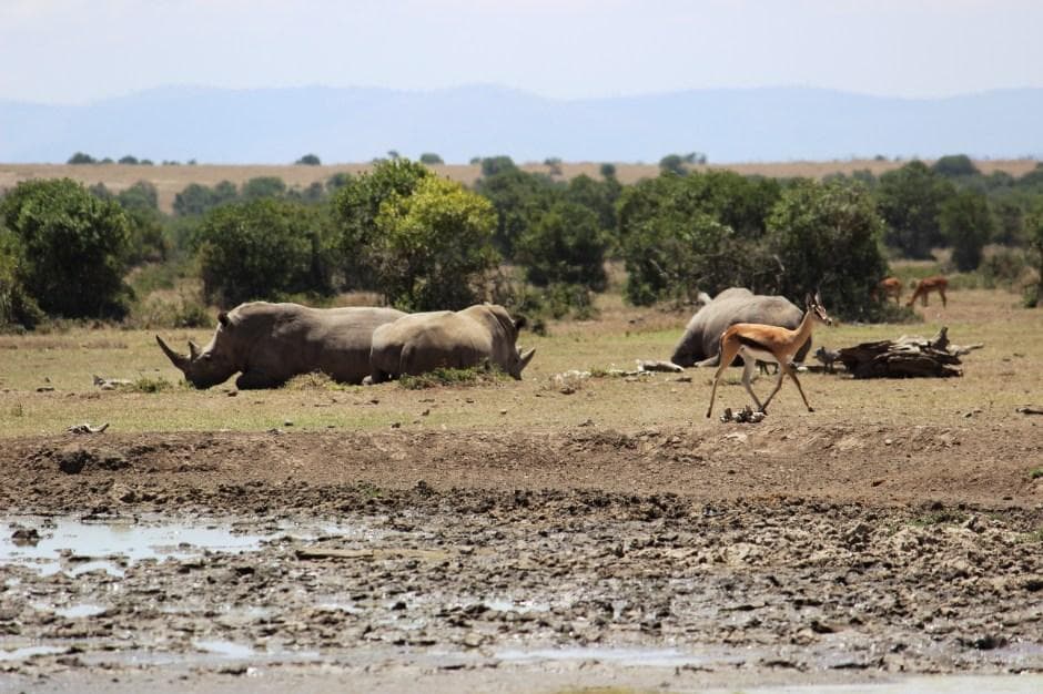 Ol Pejeta gallery 3