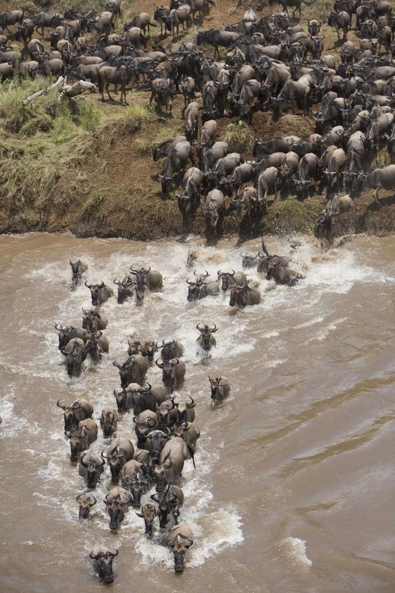 Maasai Mara gallery 2