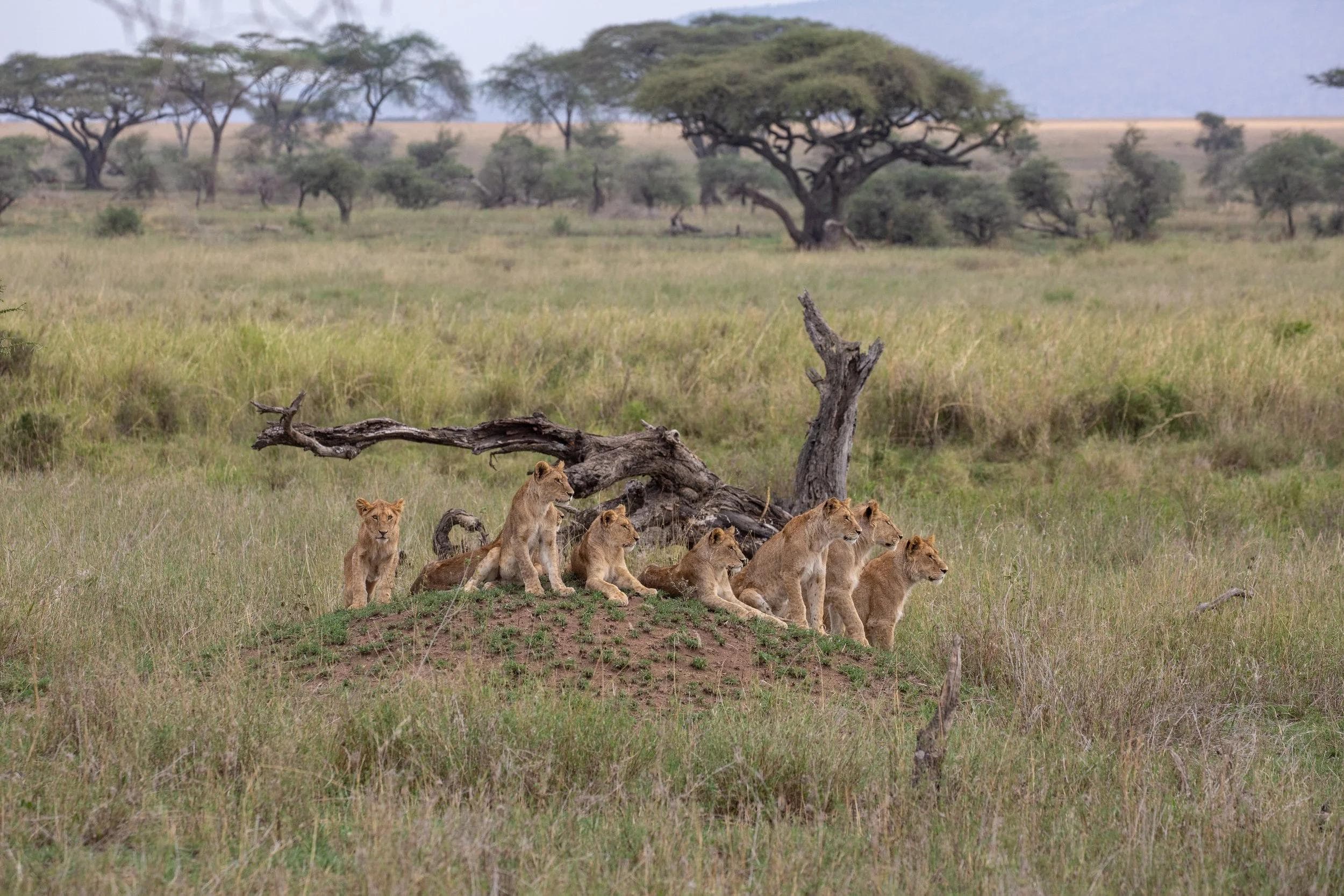 Ngorongoro Crater gallery 2