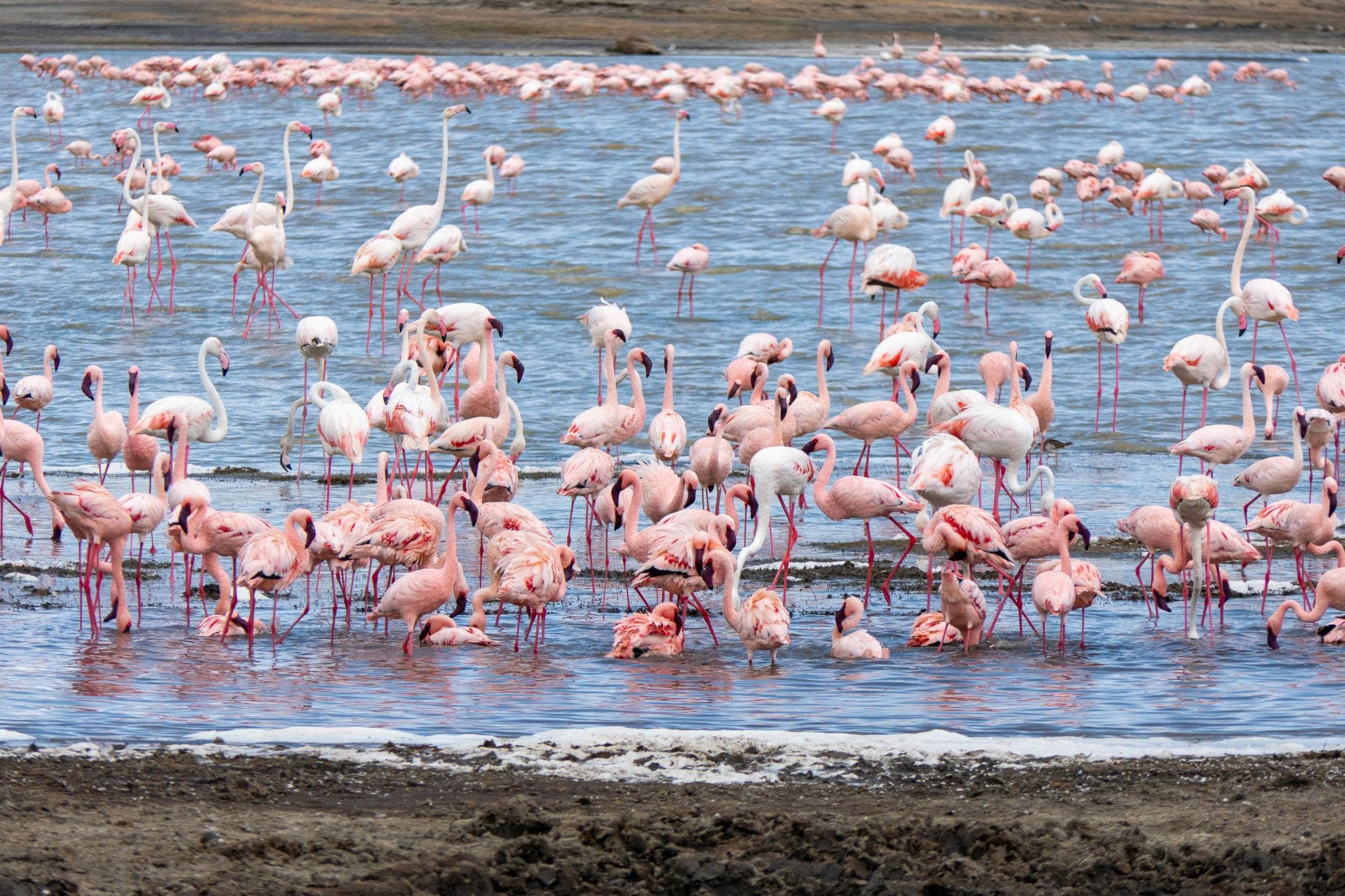 Flamingos
