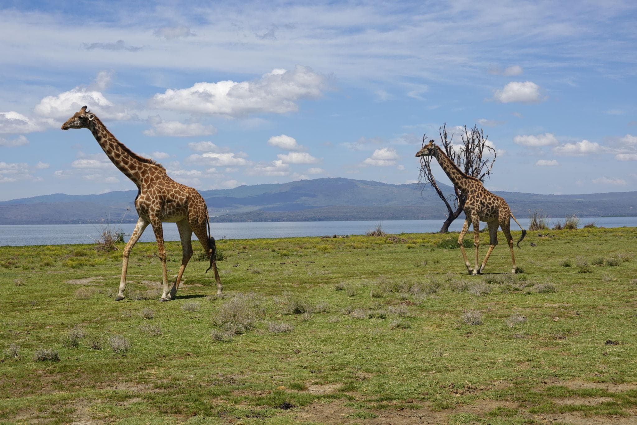 7-Day Lake Nakuru & Naivasha Safari