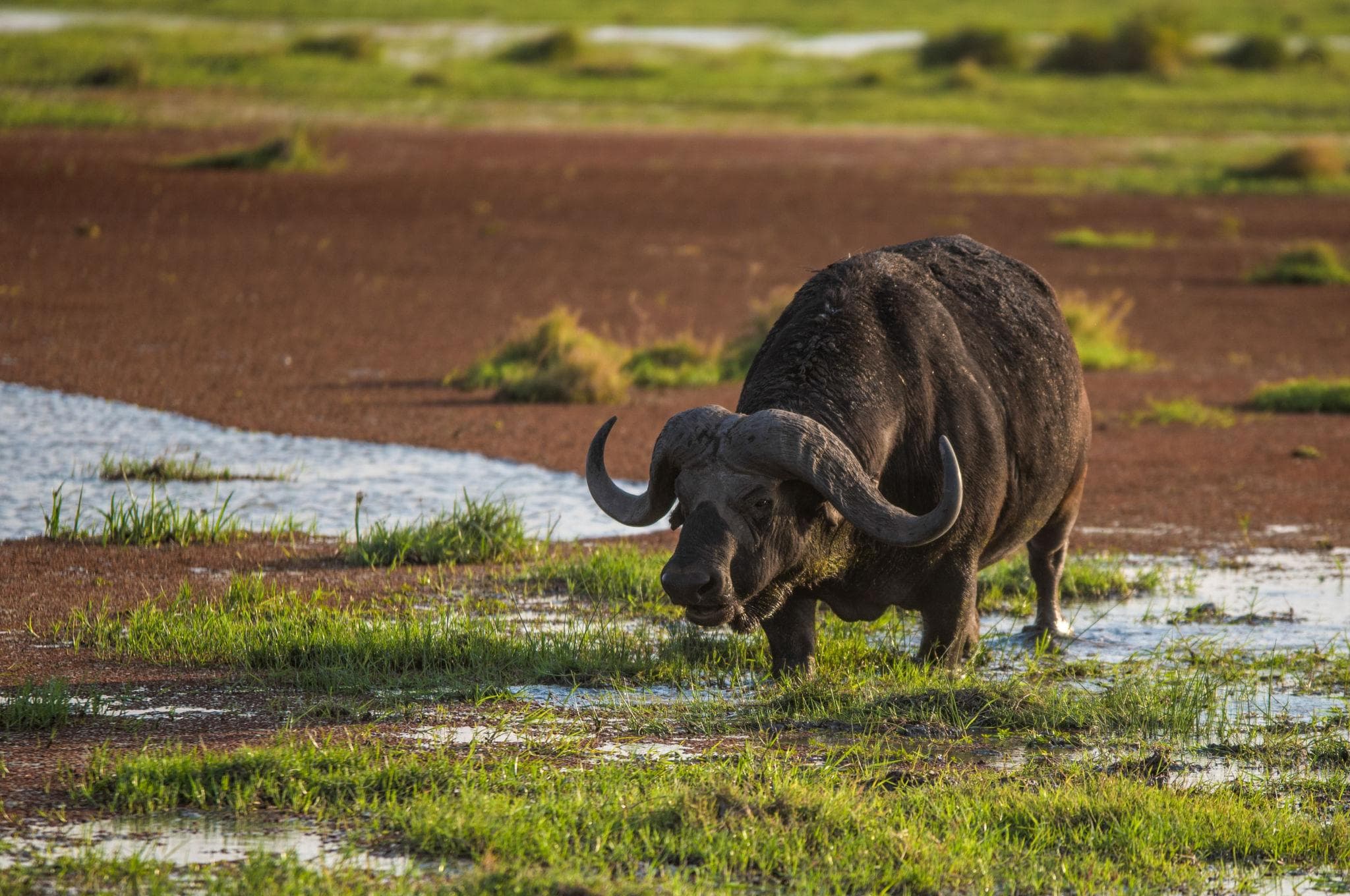 Amboseli gallery 4