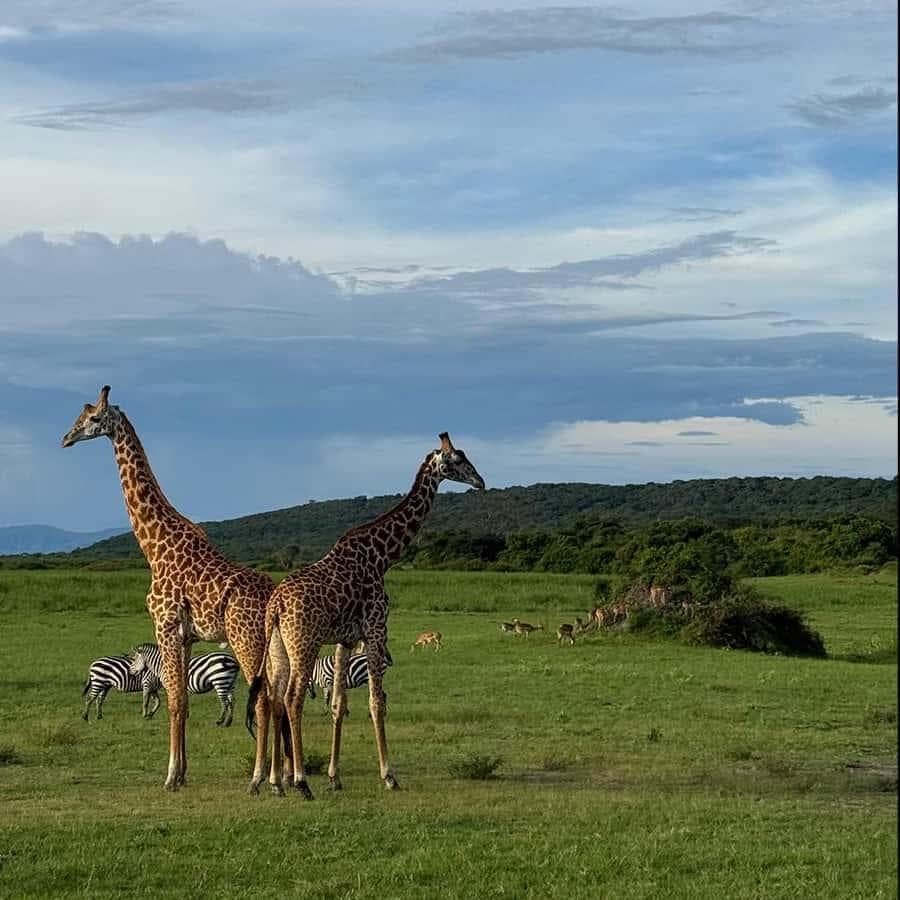 Akagera National Park gallery 2